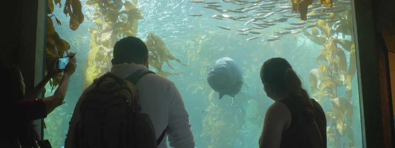 Three people looking at a fish in a aquarium