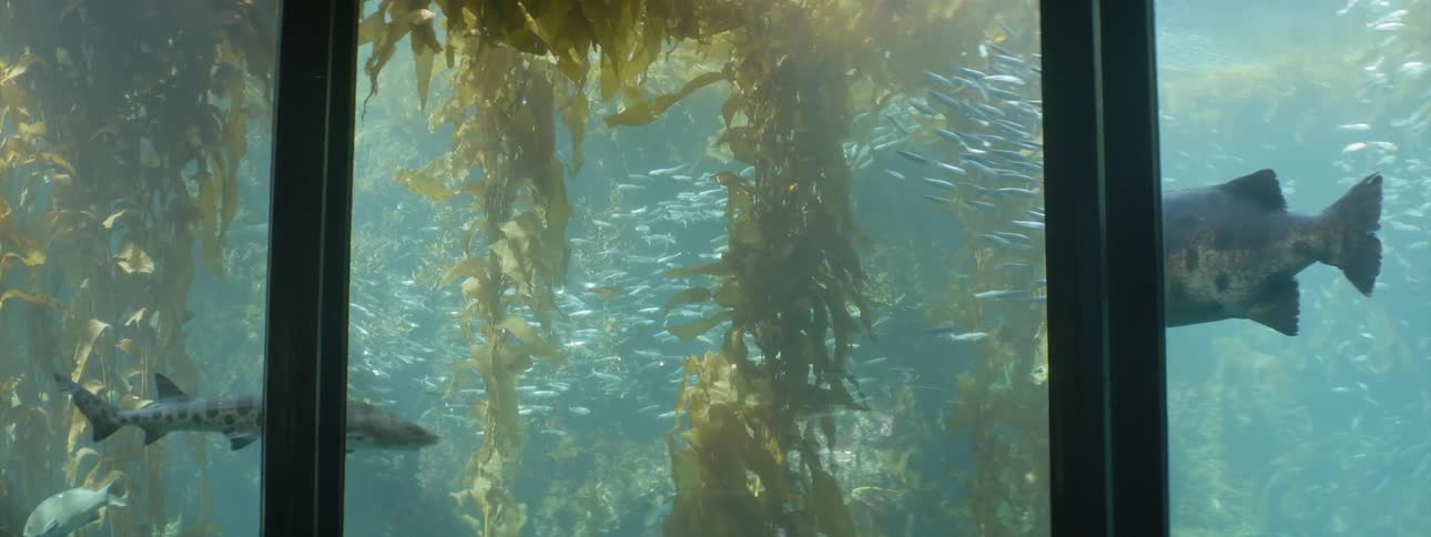 A scenery in a large fish tank