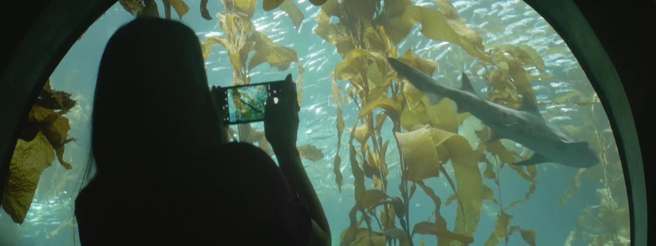 A woman looking through the glass at an aquarium lifts her phone to take a photo