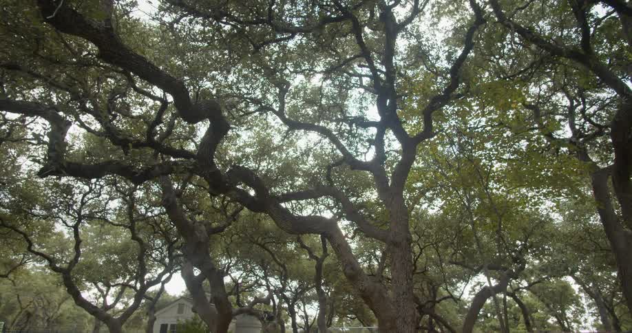 Trees with crooked branches and green leaves in a yard