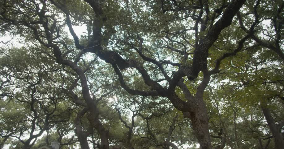 A thick canopy of tree branches in a forest