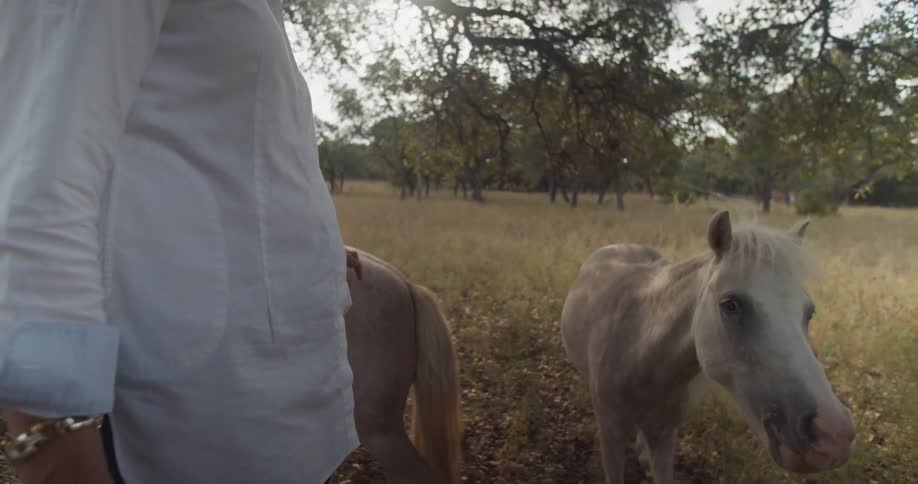 A man pets two small ponies in a field
