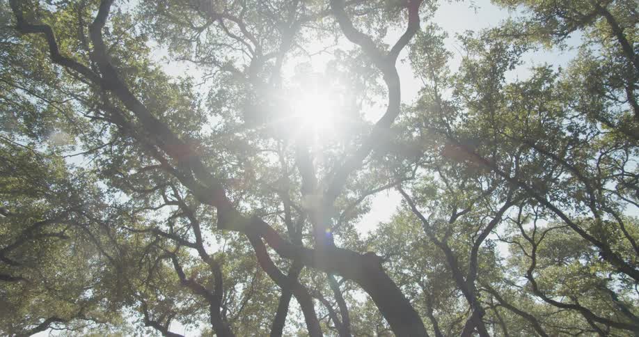 The sun shines through a canopy of trees