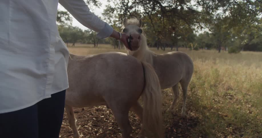 A man petting horses