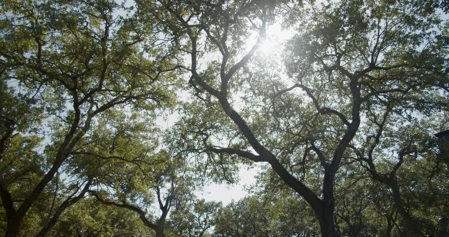 A canopy of trees is filtering the sun rays in a woodland area
