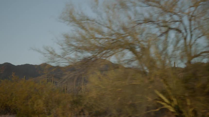 Trees and cactus below a mountain
