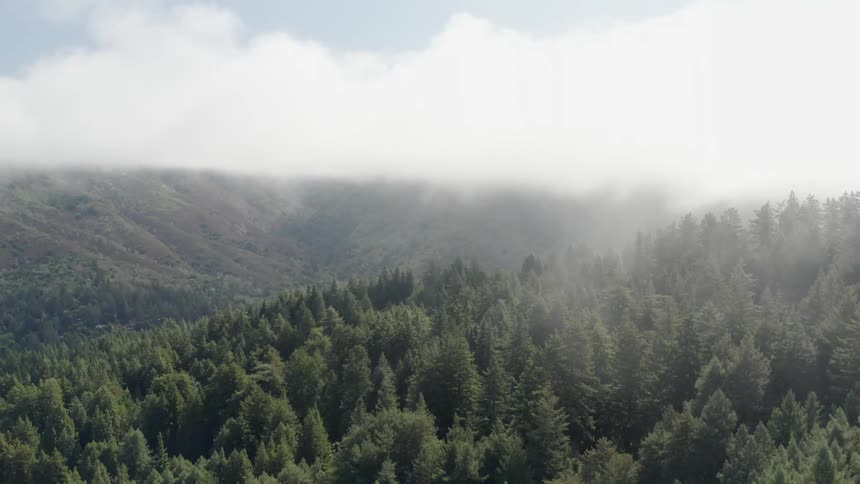 A thick bank of clouds hangs over a forest