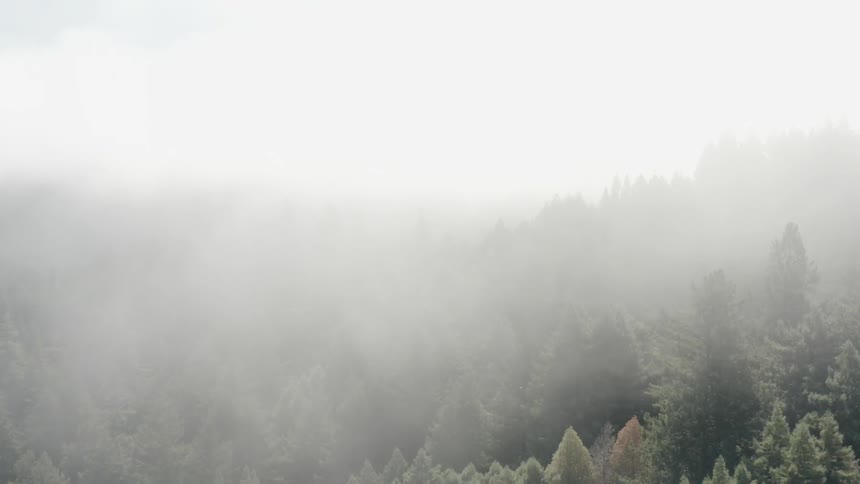 Fog covers the tops of trees in a forest