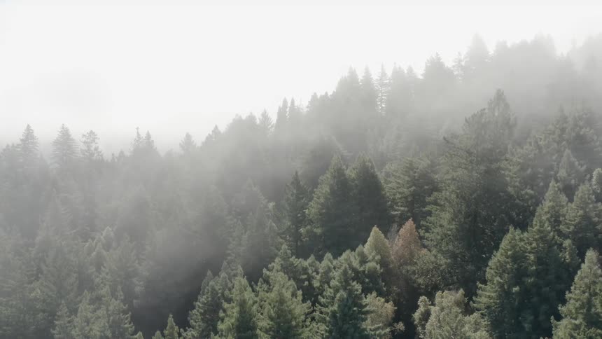 Flying over a forest that has fog around it