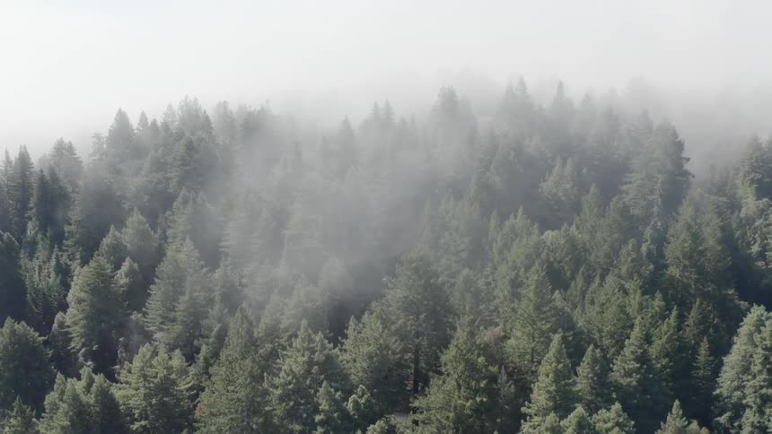 A forest with fog and the sky in the background