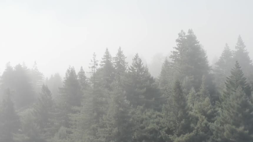 A forest with fog and cabins with the sky in the background