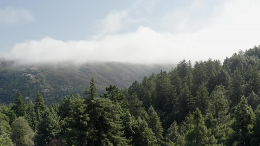 A view of a forest