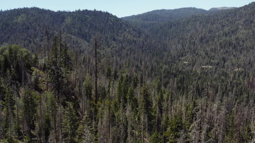 The hills are covered in very tall trees