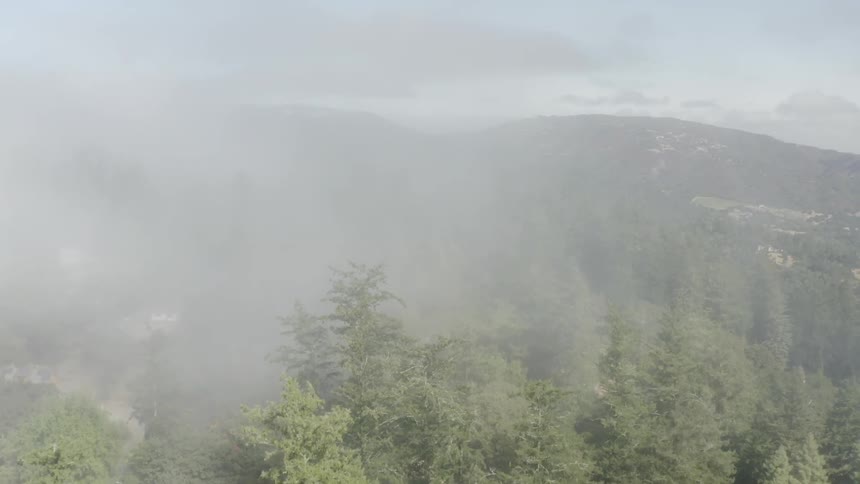 Aerial view of pine forest covered in mist near mountains