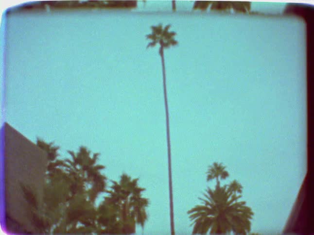Palm trees line the road