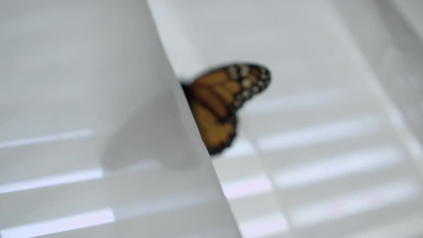 A butterfly sits on window drapes