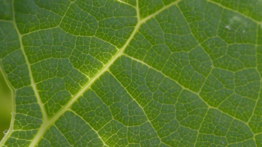 A close up of a leaf