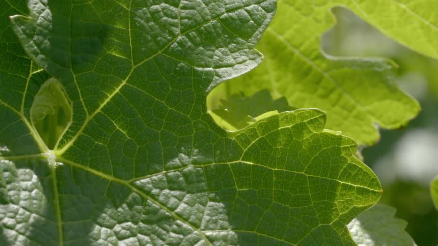 Leaves footage in the garden