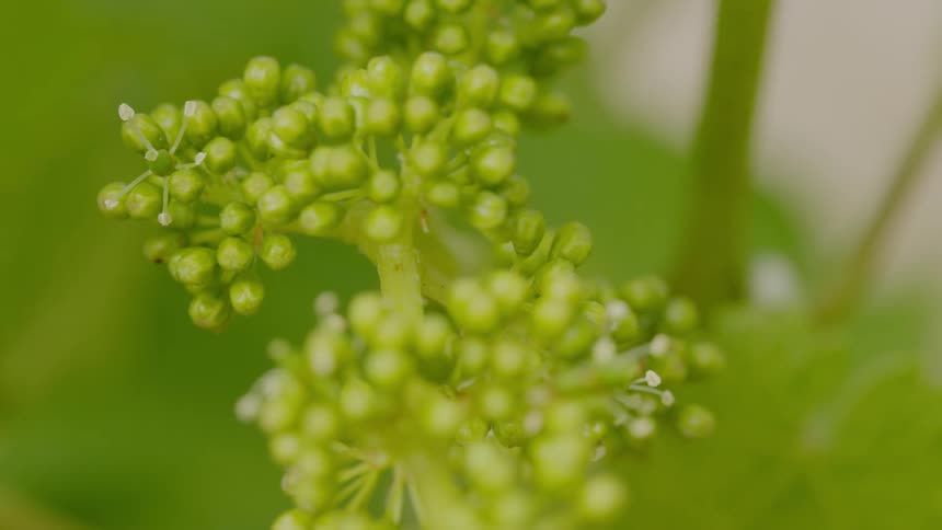 Close up of flowering buds on a plant stem