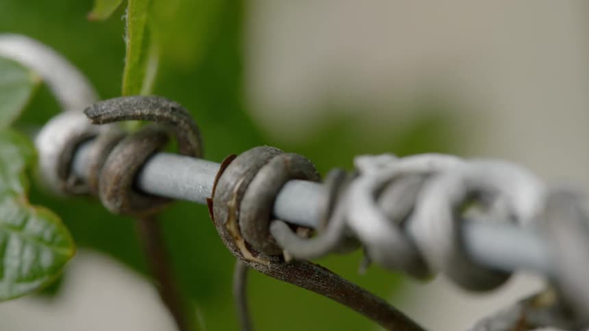 A snake is on a tree