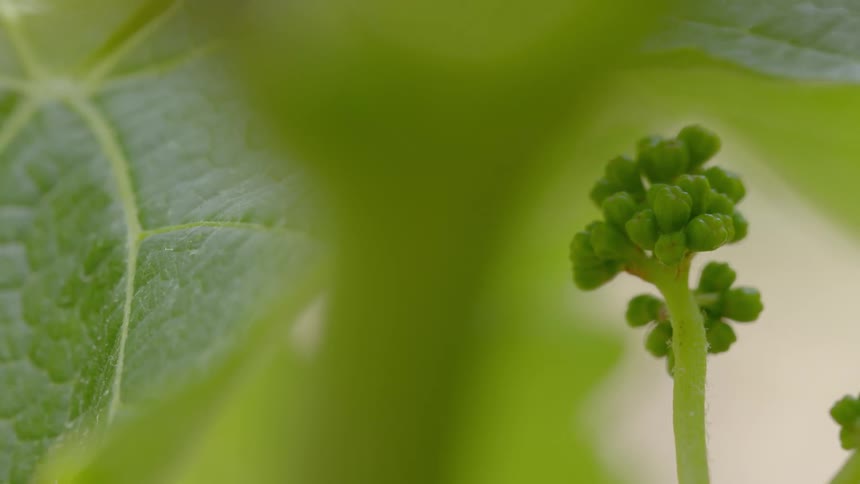 A plant with buds and leaves in the background