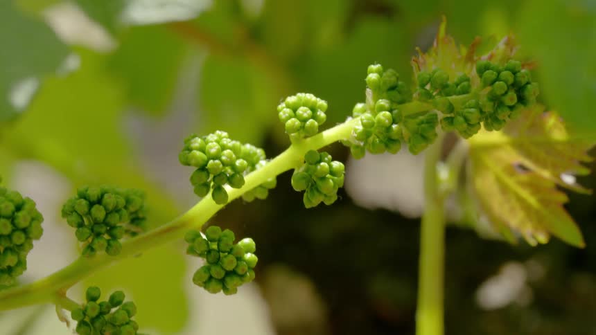 Small green buds sprout in bunches on a green branch in the forest