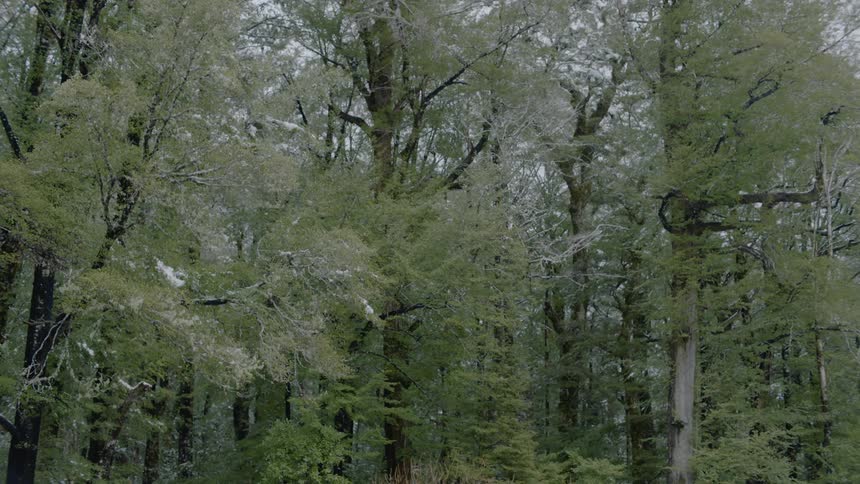 Melting snow falls from tree branches in a forest