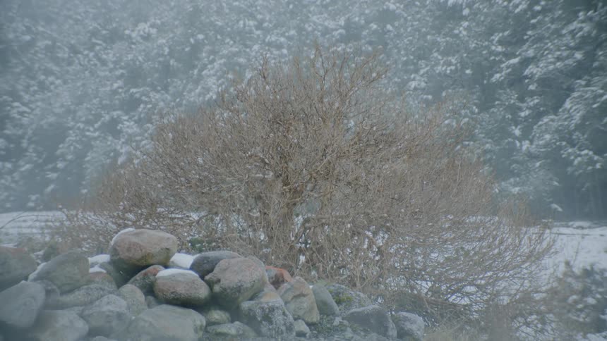 Snow dust blowing over a tree in a snowy landscape