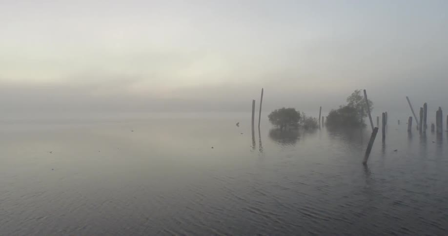 Trees are in the ocean