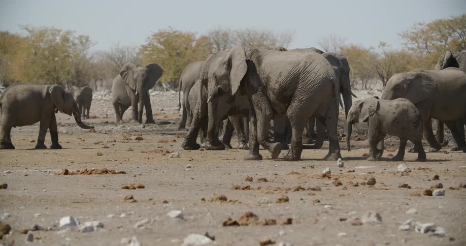 The elphants walk together on the field
