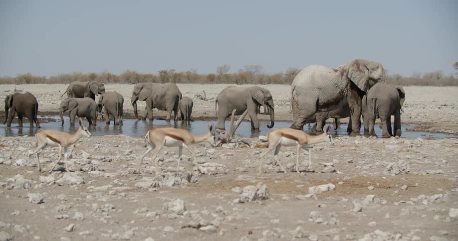 Four gazelles walk in front of a herd of elephants standing in a watering hole