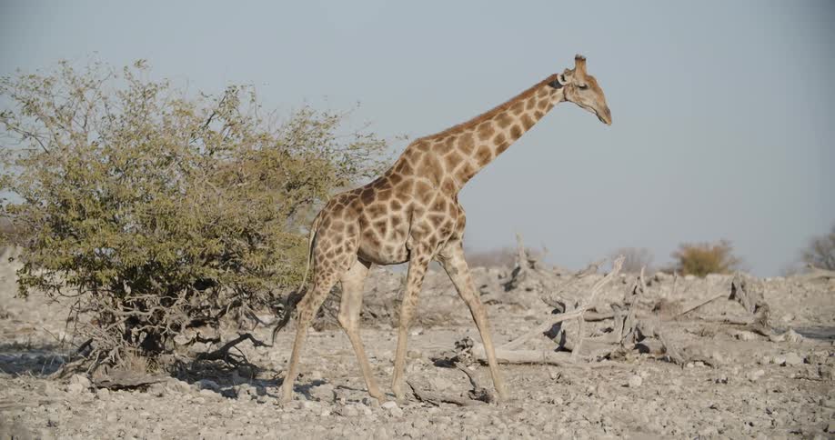 A giraffe is walking int he desert