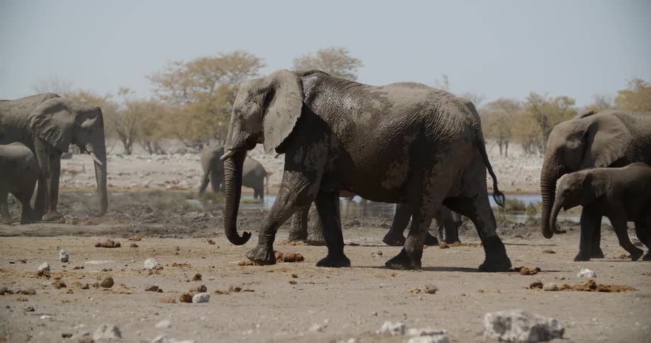 A herd of elephants are gathered near a water source while two adults and one young elephant walk in a single file line in front of the others