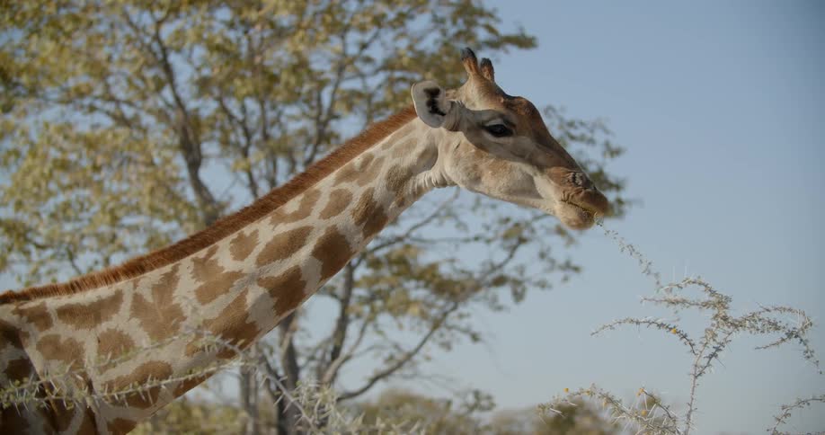 Giraffe eating plants near trees outdoors at day
