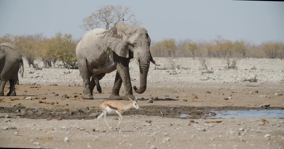A gazelle walks in front of several elephants