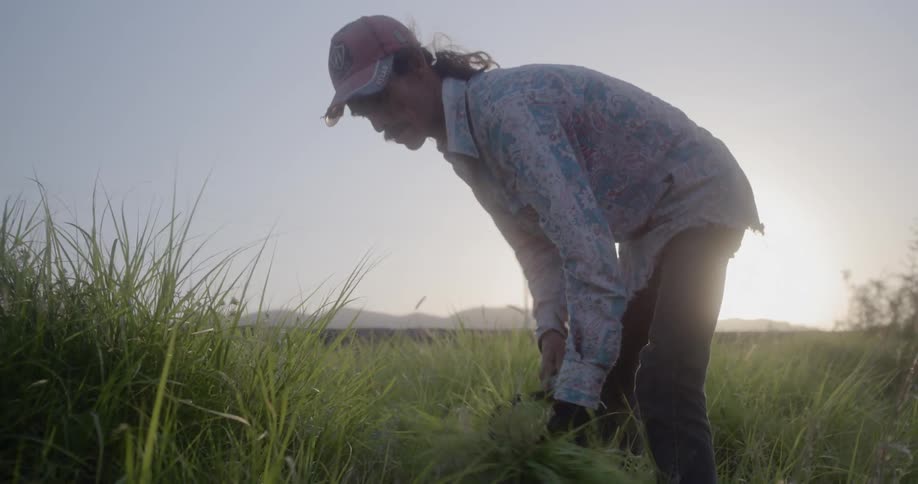 A man is cutting grass with a sickle