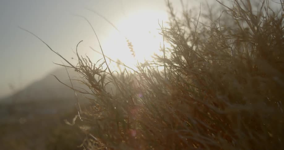 Grass in the wind at sunset