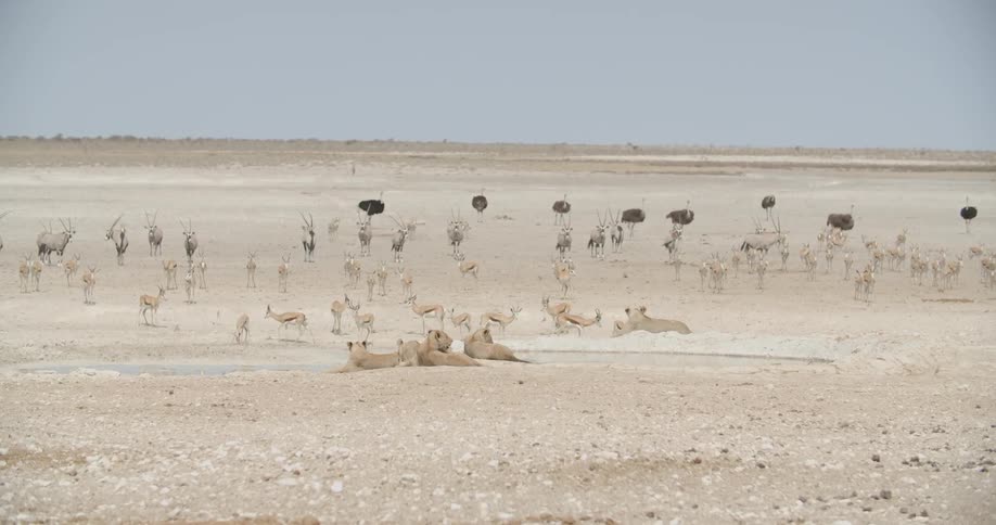 Lions ostriches and gazelles linger around a wilderness area