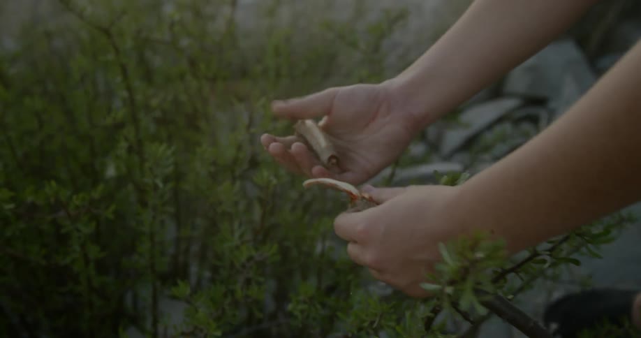 A person is picking plants outdoors