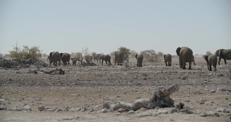 A herd of elephants walking over dry and rocky terrain