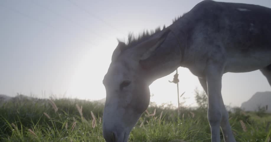 A donkey eats grass