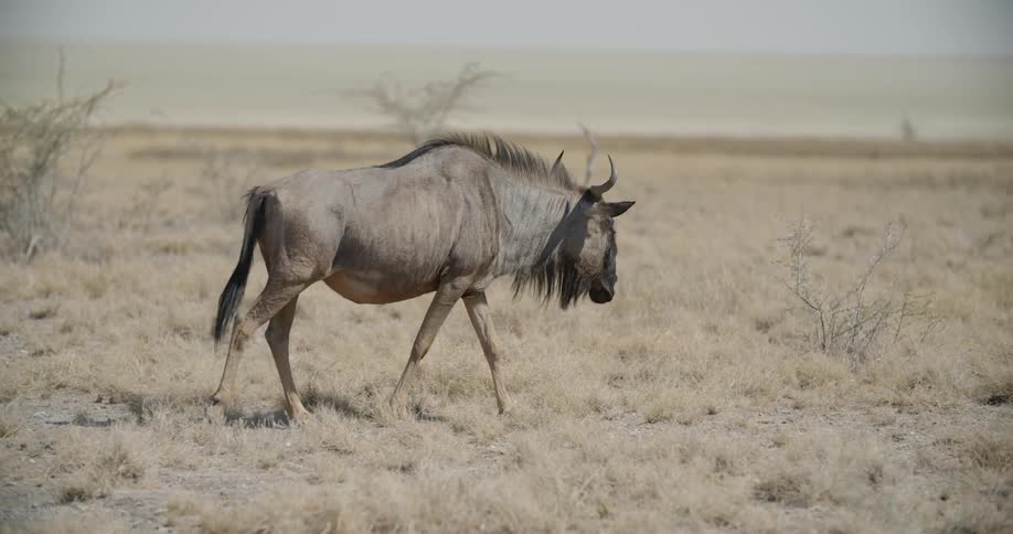 A wildebeest walks