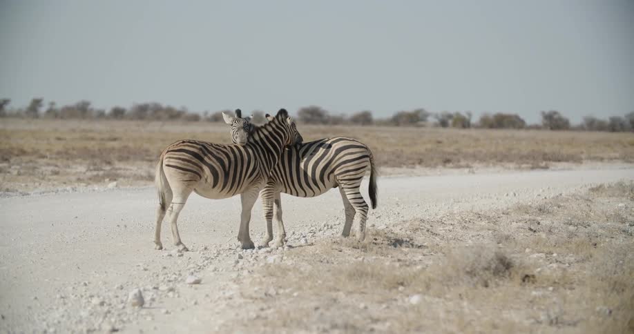 A zebra hugging each other