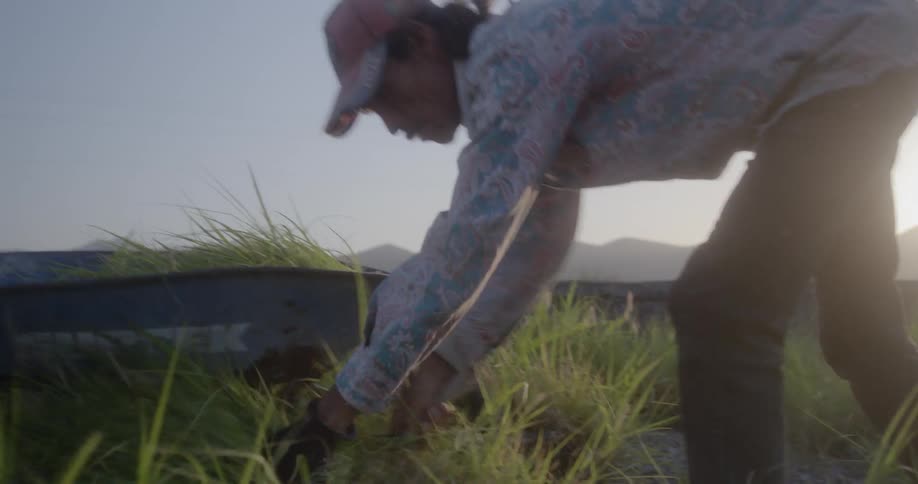 A man is gathering crops from a farm
