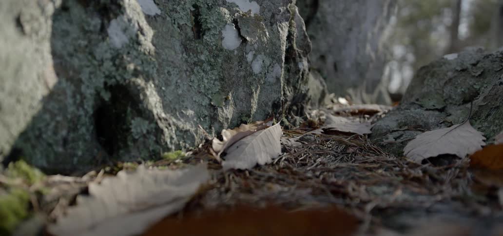 Close up of leaves on the ground surrounded by rocks in forest