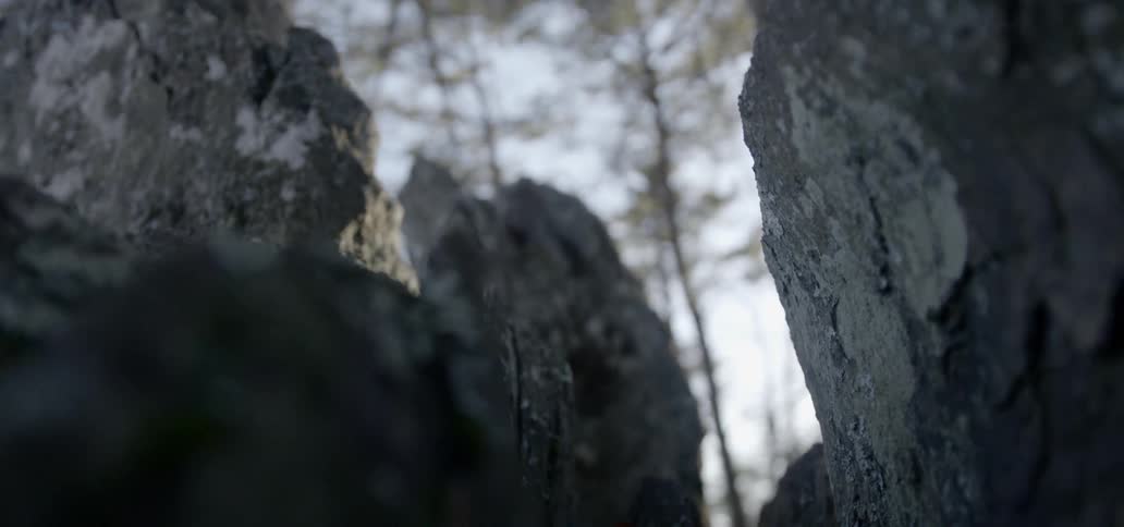 A scenery of a rock in forest