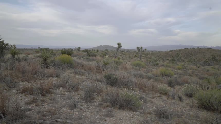 Grass and shrubs fill this wilderness area under a cloudy sky