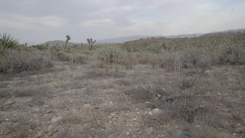 Cactus brush and dried grass under a cloudy sky