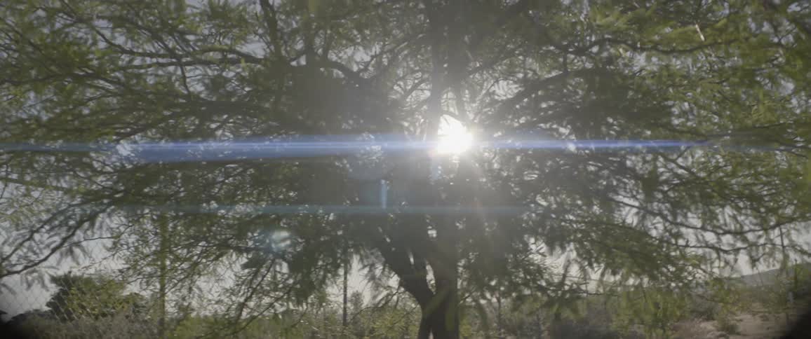 Sun filtering through a large tree in the country