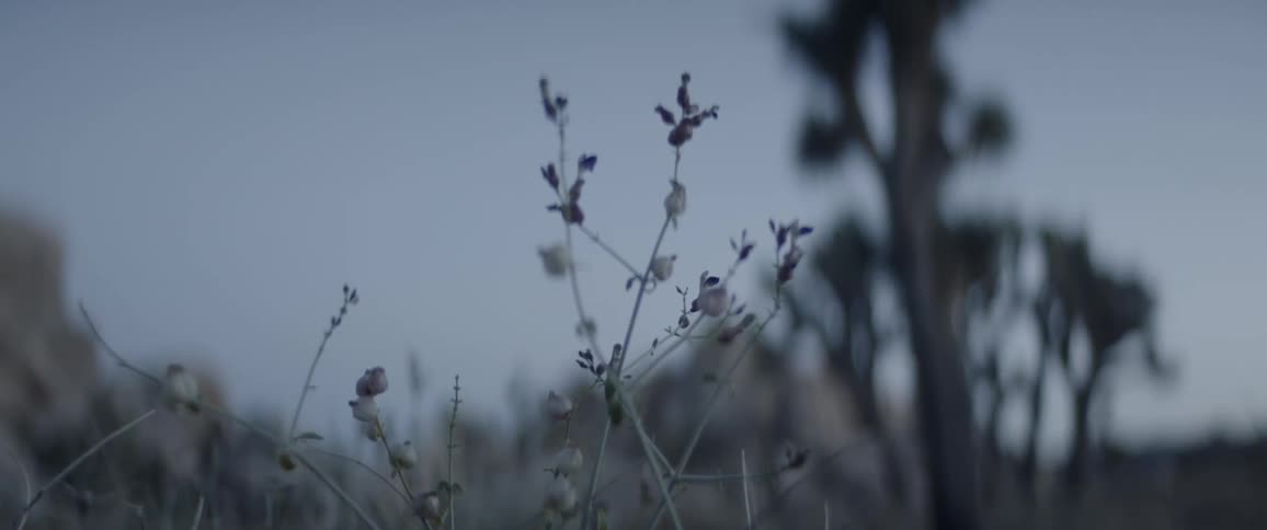 Close up of plants and bushes on a desert